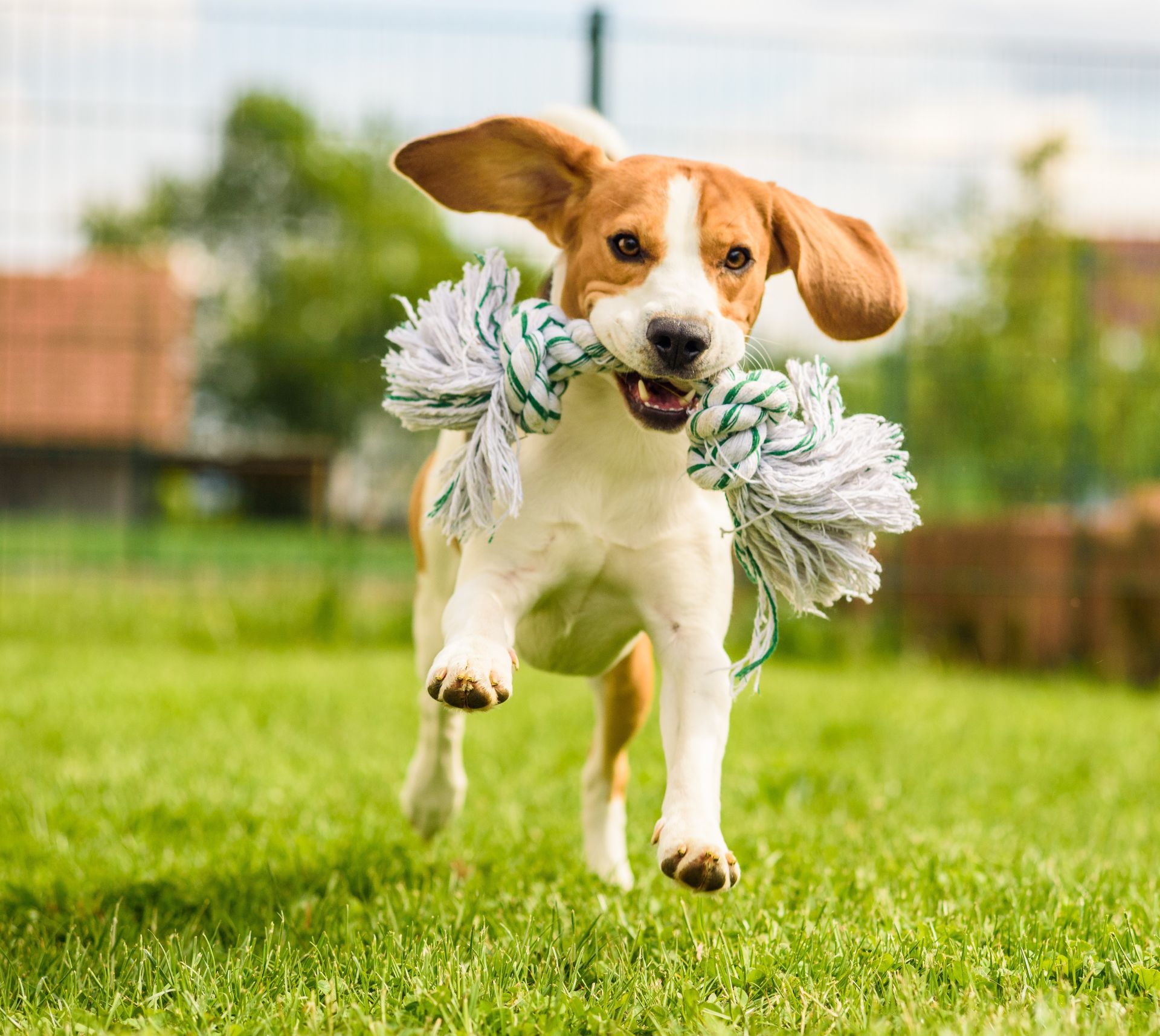 Joyful Beagle frolicking with a rope toy in a lush green yard, showcasing vibrant energy and playful charm.